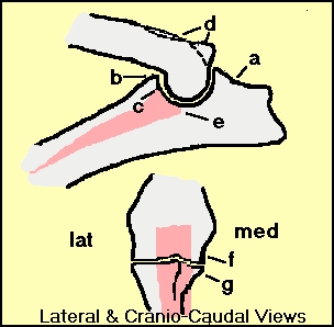 elbow condyle