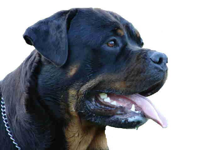 Ida Rottweiler Hardrada Rottweilers: Champions