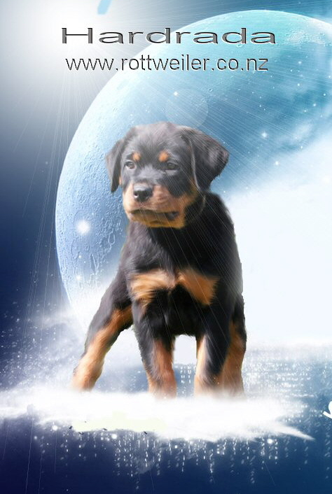 Vondara Rottweilers Hardrada Rottweilers: Champions