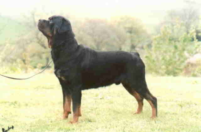 Honda Rottweilers Hardrada Rottweilers: Champions