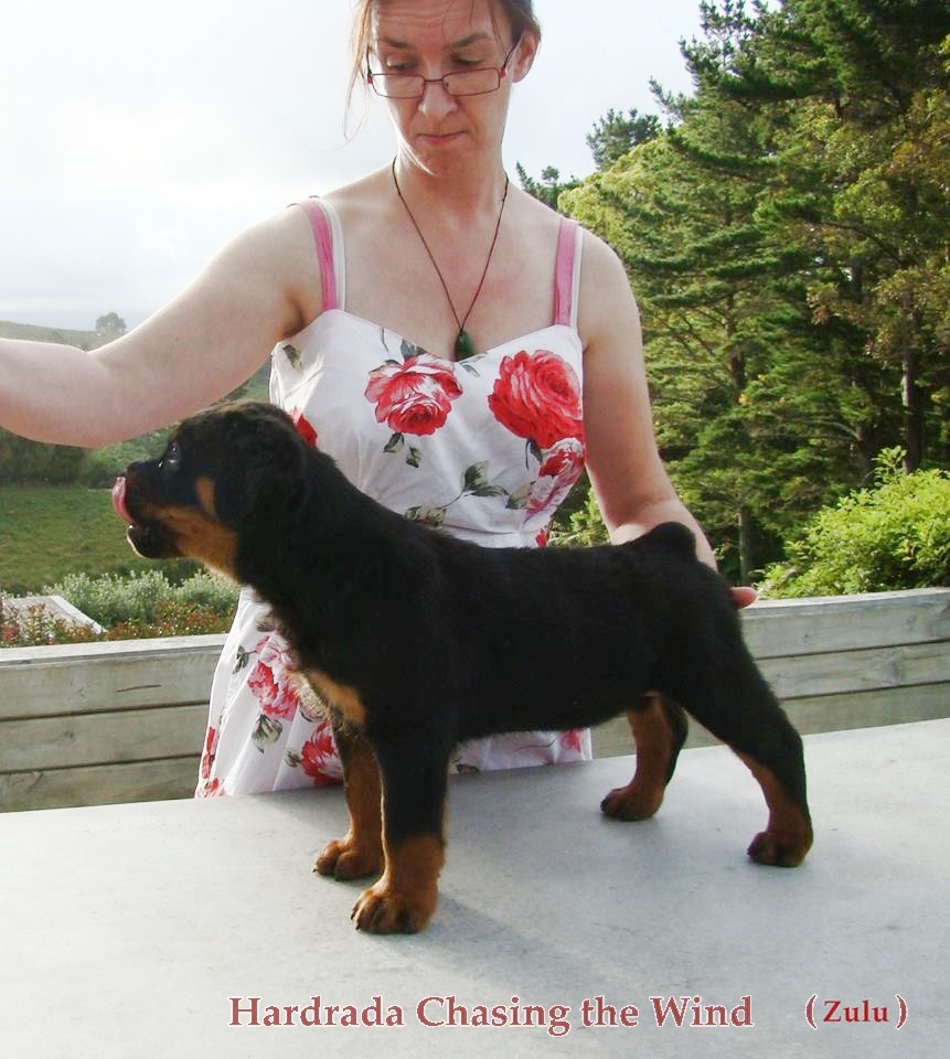 Vondara Rottweilers Hardrada Rottweilers: Champions