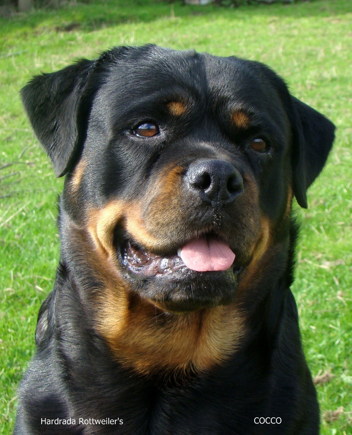 Hardrada Rottweilers: Champions