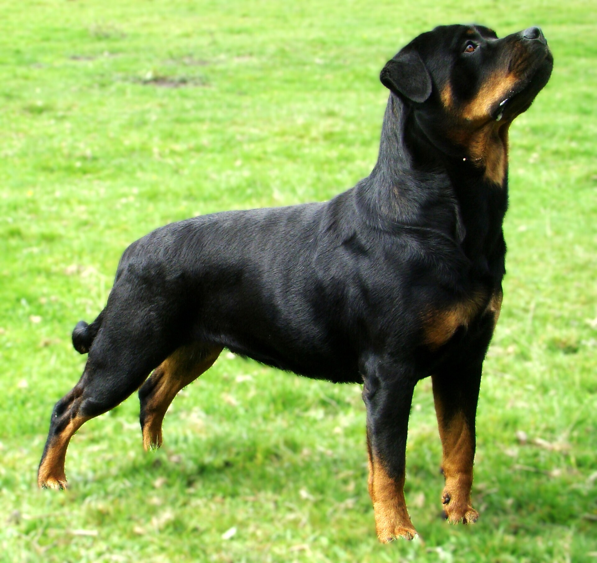 Vondara Rottweilers Hardrada Rottweilers: Champions