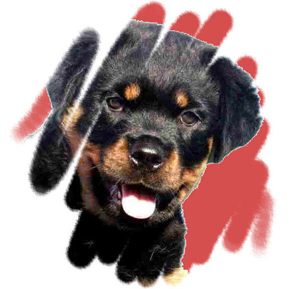 Honda Rottweilers Hardrada Rottweilers: Champions