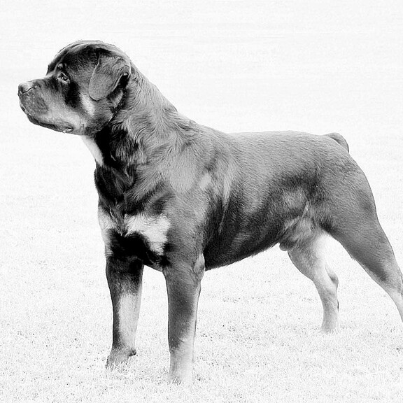 Honda Rottweilers Hardrada Rottweilers: Champions