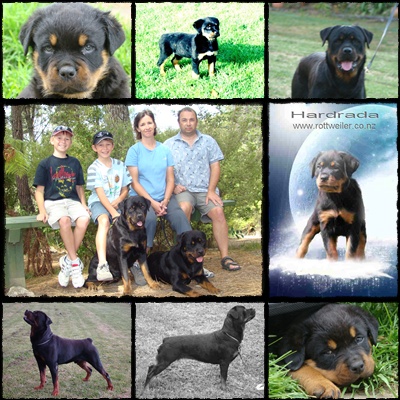 rotty_collection_2.jpg